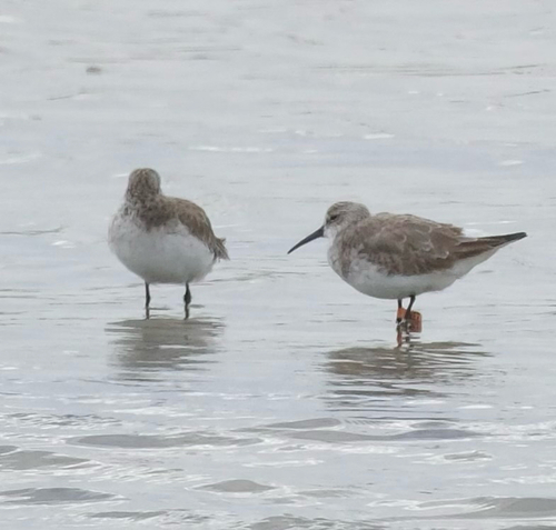 iNaturalist: (c) noahfrog, some rights reserved (CC BY-NC) iNaturalist image