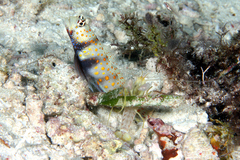 Amblyeleotris guttata