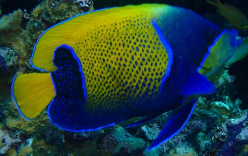 Pomacanthus navarchus