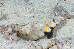 Amblyeleotris guttata