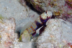 Amblyeleotris guttata