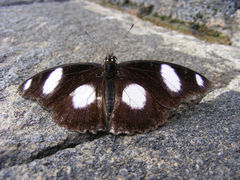 Hypolimnas misippus