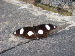 Hypolimnas misippus