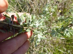 Corethrogyne filaginifolia