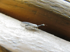 Xanthostigma xanthostigma