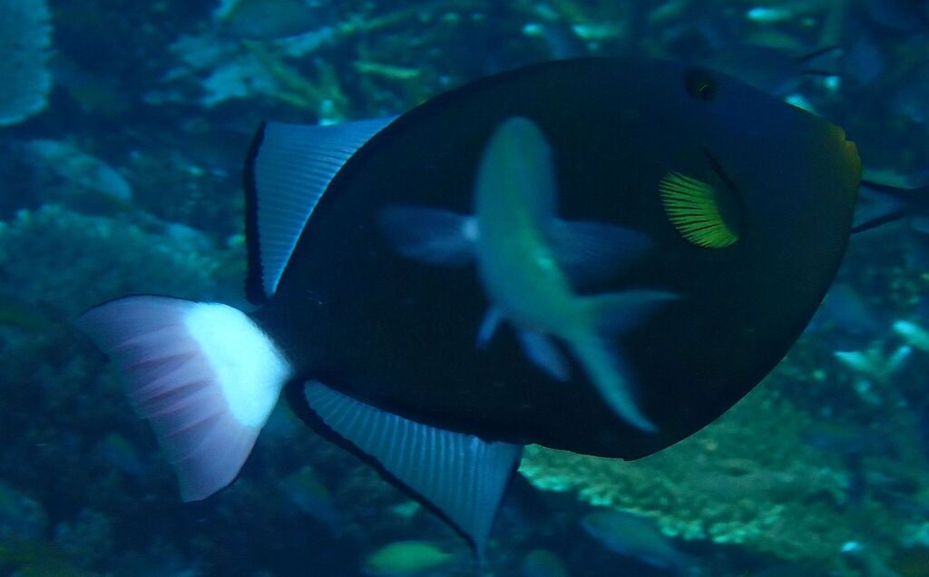 Paddle-fin Trigger-fish (Melichthys vidua)