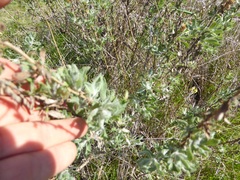 Corethrogyne filaginifolia