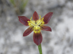 Moraea inconspicua