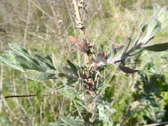 Corethrogyne filaginifolia