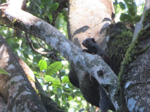 Forest Giant Squirrel