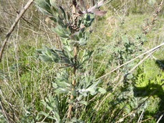 Corethrogyne filaginifolia