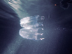 Alatina alata