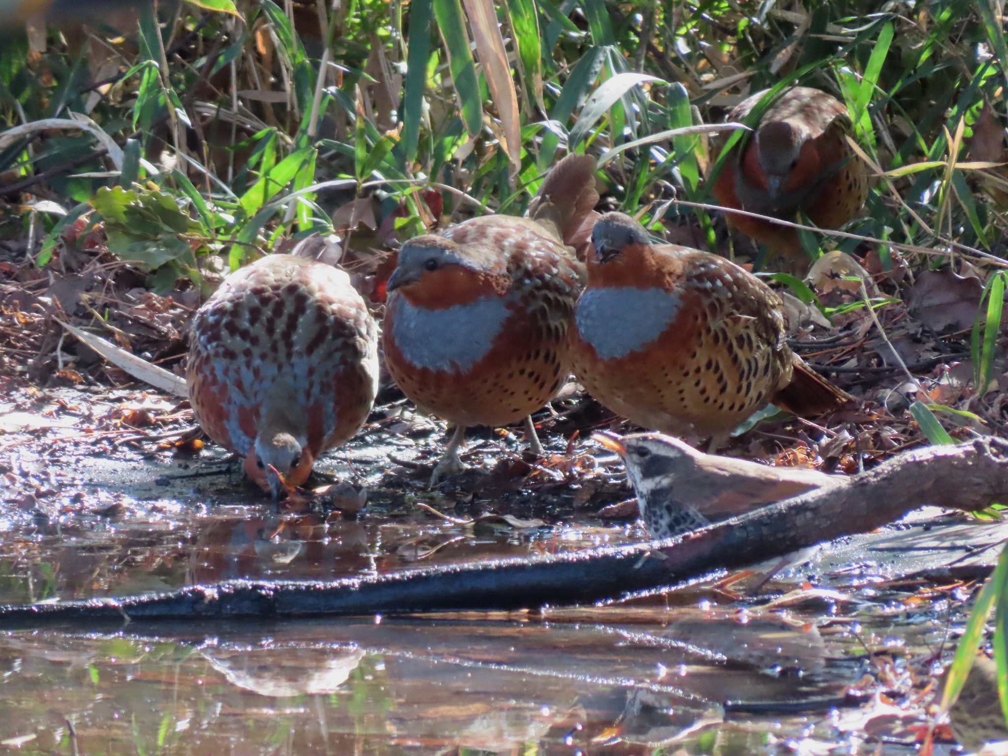 Chinese Bamboo Partridge (Bambusicola thoracicus), photo 6