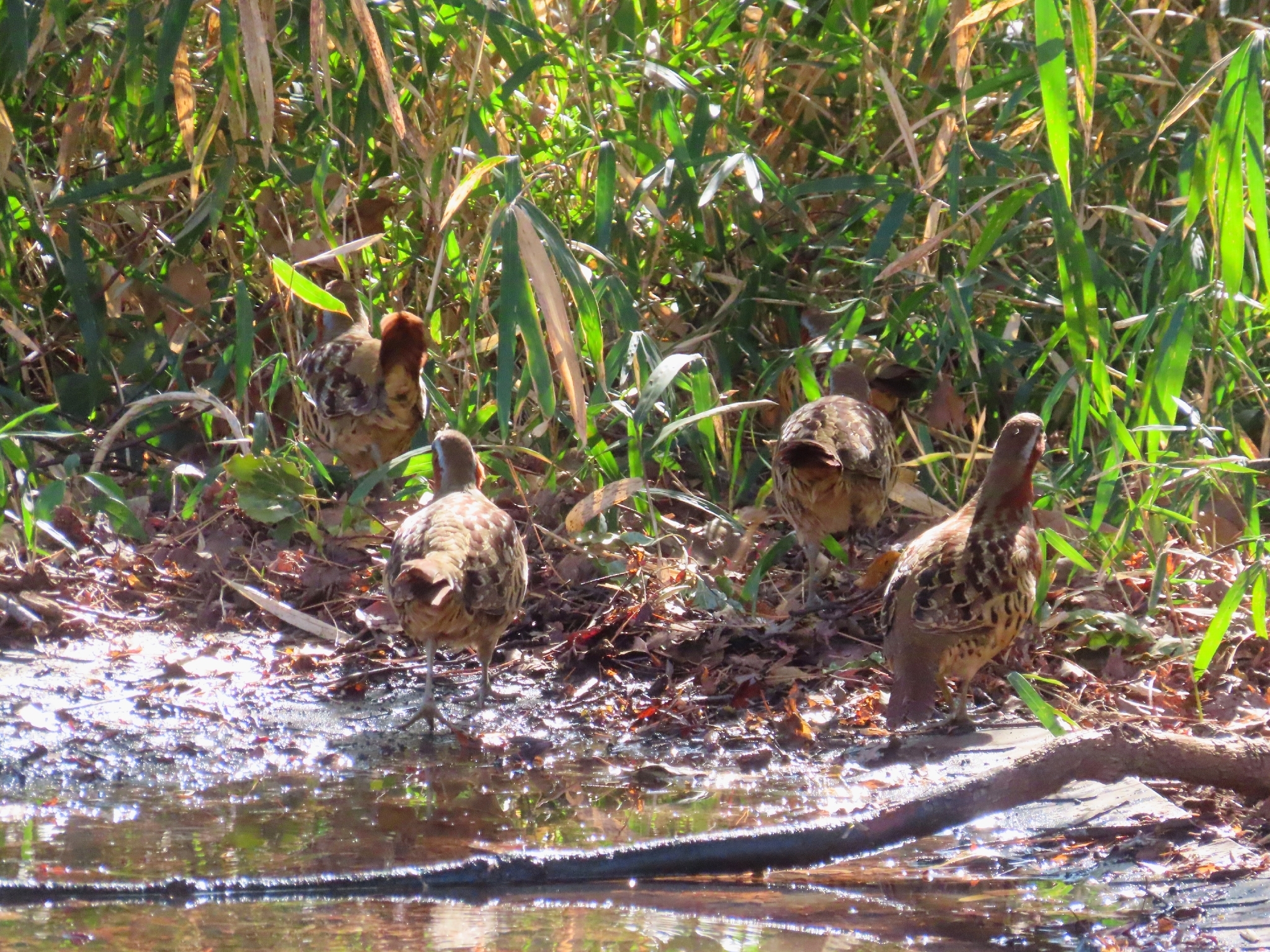 Chinese Bamboo Partridge (Bambusicola thoracicus), photo 7