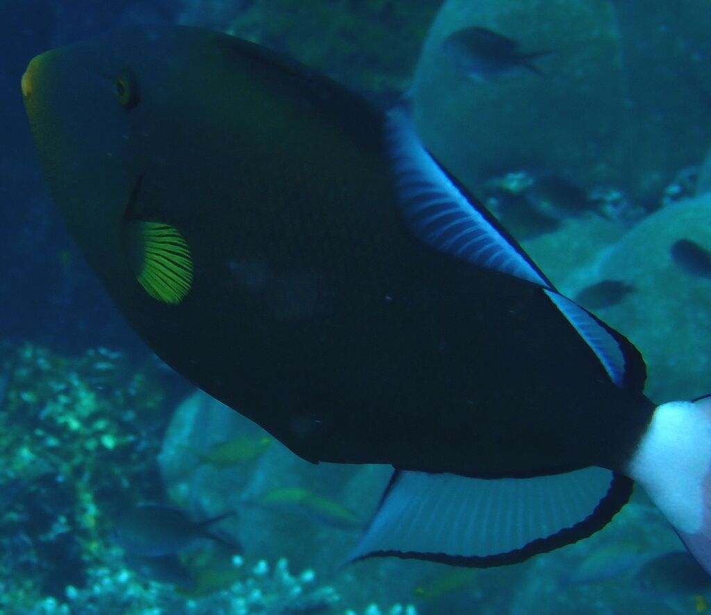 Paddlefin Triggerfish (Melichthys vidua)