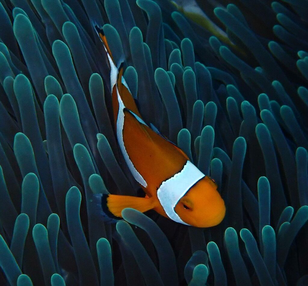 Western Clownfish (Amphiprion ocellaris)