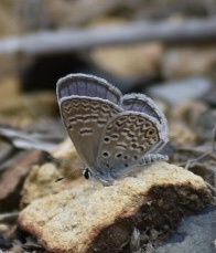 Hemiargus hanno