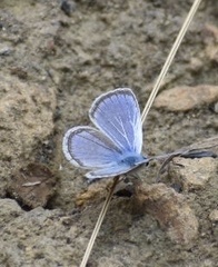 Hemiargus hanno