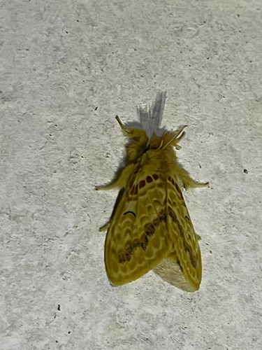 Mylantria xanthospila