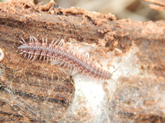 Pseudopolydesmus pinetorum