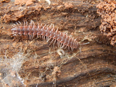 Pseudopolydesmus pinetorum