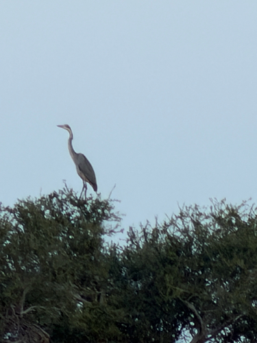 Black-headed Heron (Ardea melanocephala), photo 5