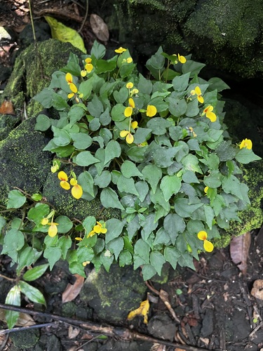 Begonia prismatocarpa