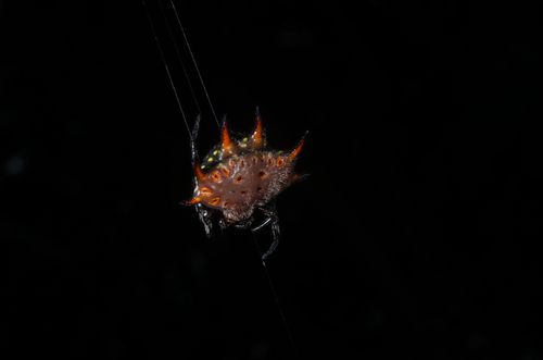 Gasteracantha curvispina