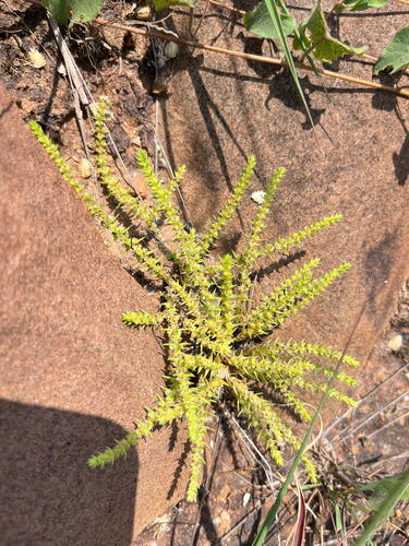 Crassula lanceolata