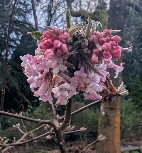 Viburnum farreri
