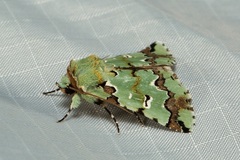Pansemna beryllodes