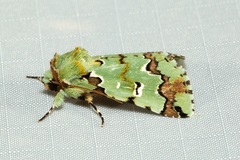 Pansemna beryllodes