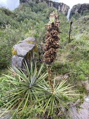 Puya glomerifera