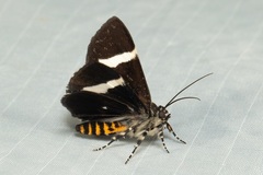 Coenotoca subaspersa