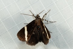 Coenotoca subaspersa