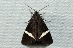 Coenotoca subaspersa