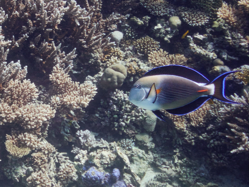 Sohal Surgeonfish — seen at this dive site