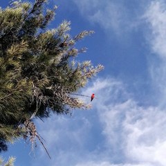 Pyrocephalus rubinus