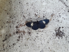 Altinote ozomene nox