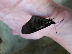 Altinote ozomene nox