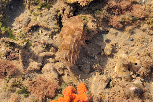 Tragulichthys jaculiferus observed 2026-01-22