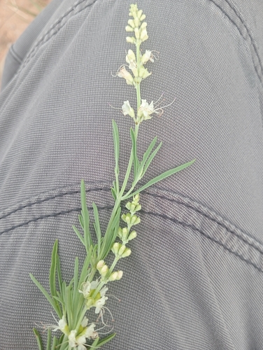 Narrowleaf Cats Whiskers (Ocimum angustifolium)
