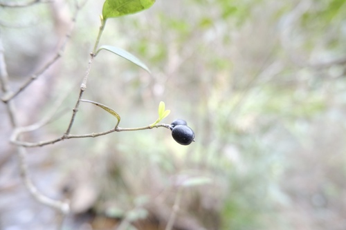 Bead Vine (Alyxia sinensis)