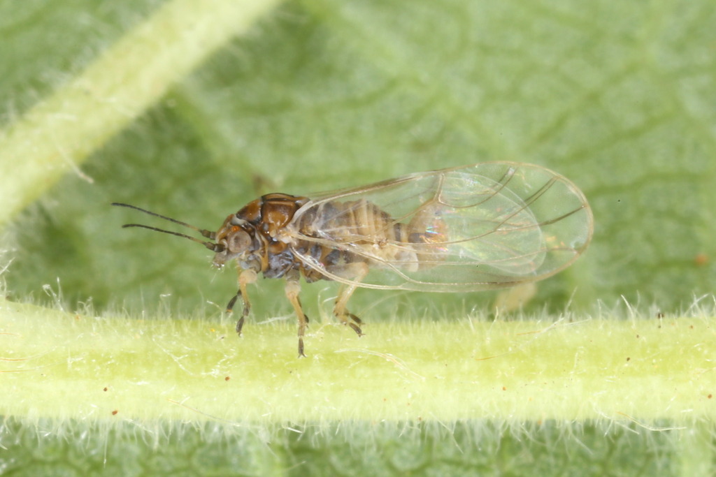 Cacopsylla nigrita