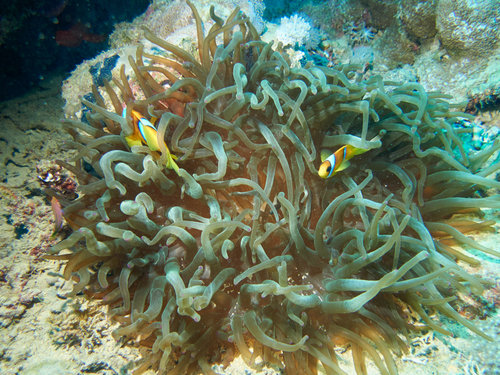 Red Sea Anemonefish — seen at this dive site