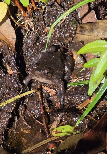 Pseudobufo subasper