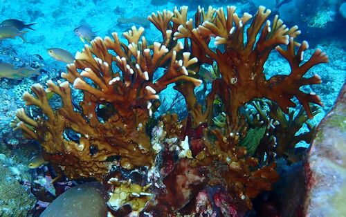 Millepora tenera observed 2026-01-28