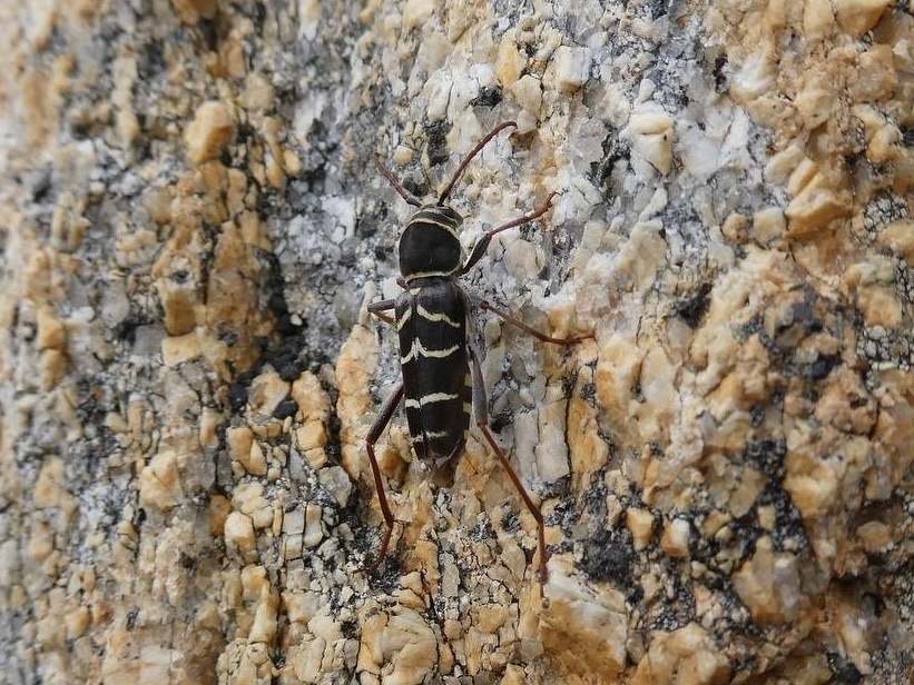 Xylotrechus zebratus