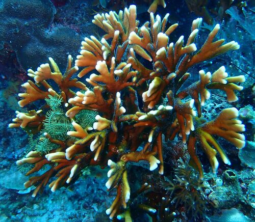 Millepora tenera observed 2026-01-28