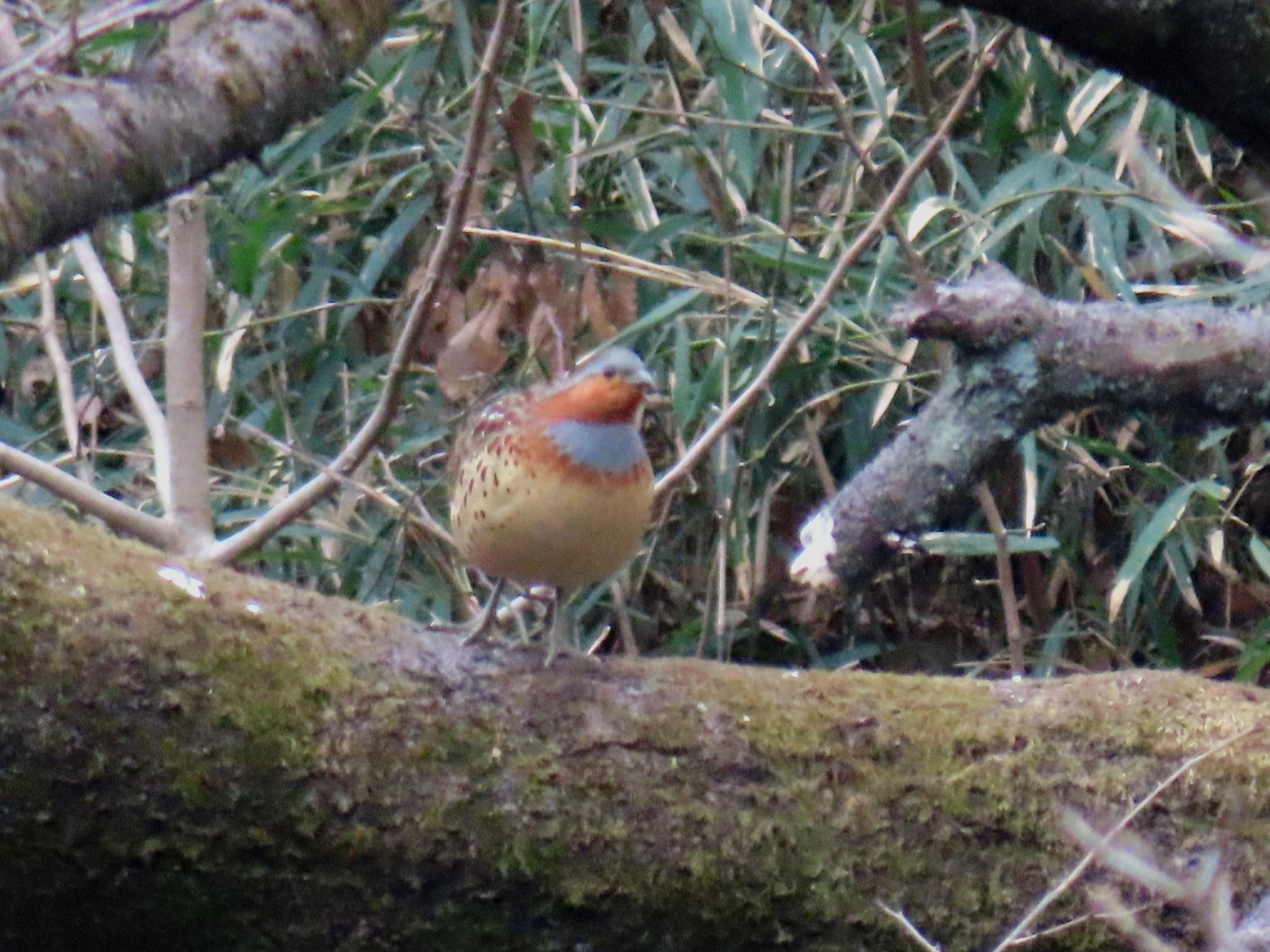 Chinese Bamboo Partridge (Bambusicola thoracicus), photo 4